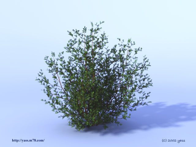 image5 [ tree ]